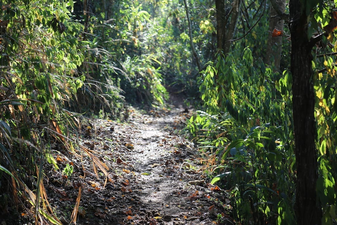 Forest bathing